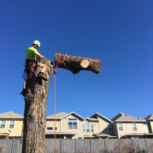 A tree service worker safely lowering a large cut log section from a tree stump, performed by The Tree Amigos in Austin, TX.
