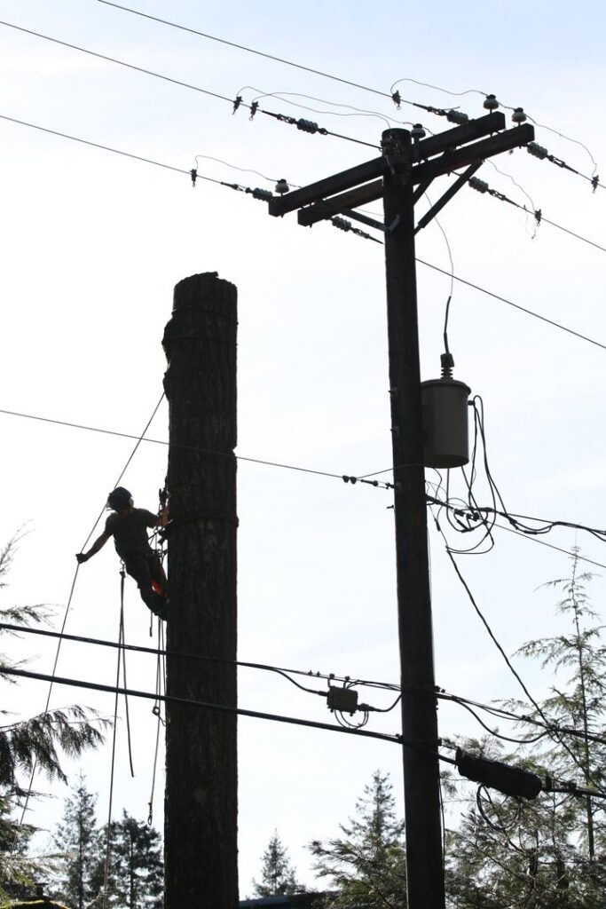 A silhouette of a tree worker from Wild Roots Arborist climbing a tall tree trunk near power lines in Fayetteville, AR.