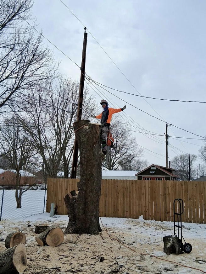 A tree service worker in safety gear standing on a large tree stump after removal by Johnston's Tree Service in Owensboro, KY.