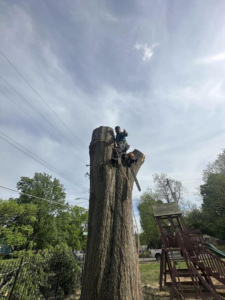 A tree worker on a tall tree stump with a chainsaw, performing removal for Johnson & Sons Tree Service in Memphis, TN.