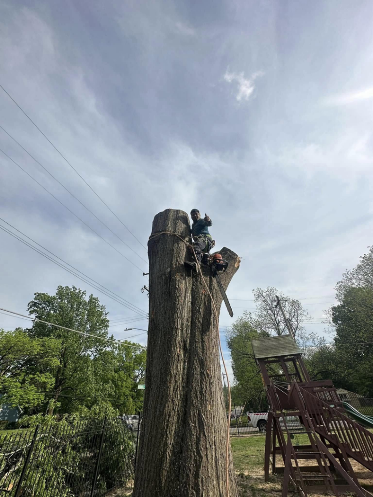 A tree worker on a tall tree stump with a chainsaw, performing removal for Johnson & Sons Tree Service in Memphis, TN.