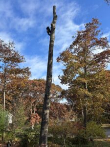 A tree worker on a tall, bare tree trunk, secured with ropes, performing tree service for JR Mendez Tree Services and Masonry LLC in Lynn, MA.