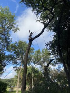 A happy tree worker giving a peace sign while performing tree removal services for Suarez Tree Service in San Antonio, TX.