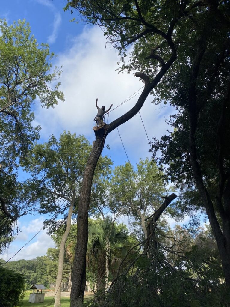 A happy tree worker giving a peace sign while performing tree removal services for Suarez Tree Service in San Antonio, TX.