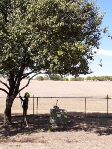A tree worker using a pole saw to trim branches, with a chainsaw on the ground, performed by Nick's Tree Service in Wichita, KS.