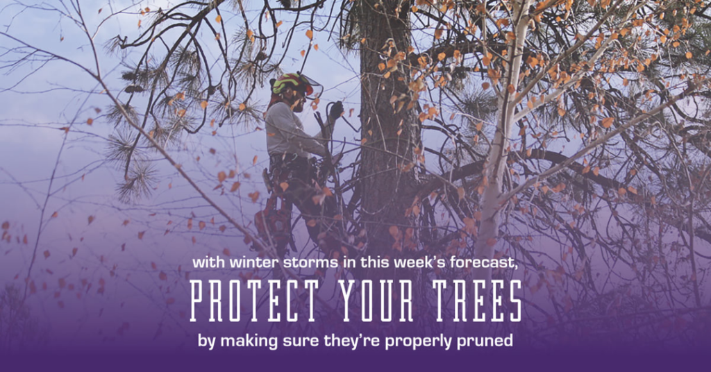 A tree worker in safety gear pruning branches high in a tree for Cascade Tree Works in Bend, OR