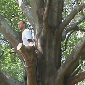 A tree worker pruning branches high in a large tree for Daniel's Tree Service in Columbia, SC.