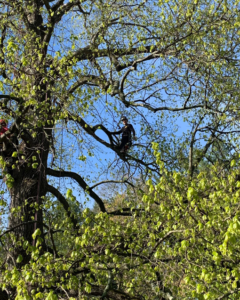 A tree worker high in a tree, pruning branches for Fisk Tree Service in Ahwahnee, CA