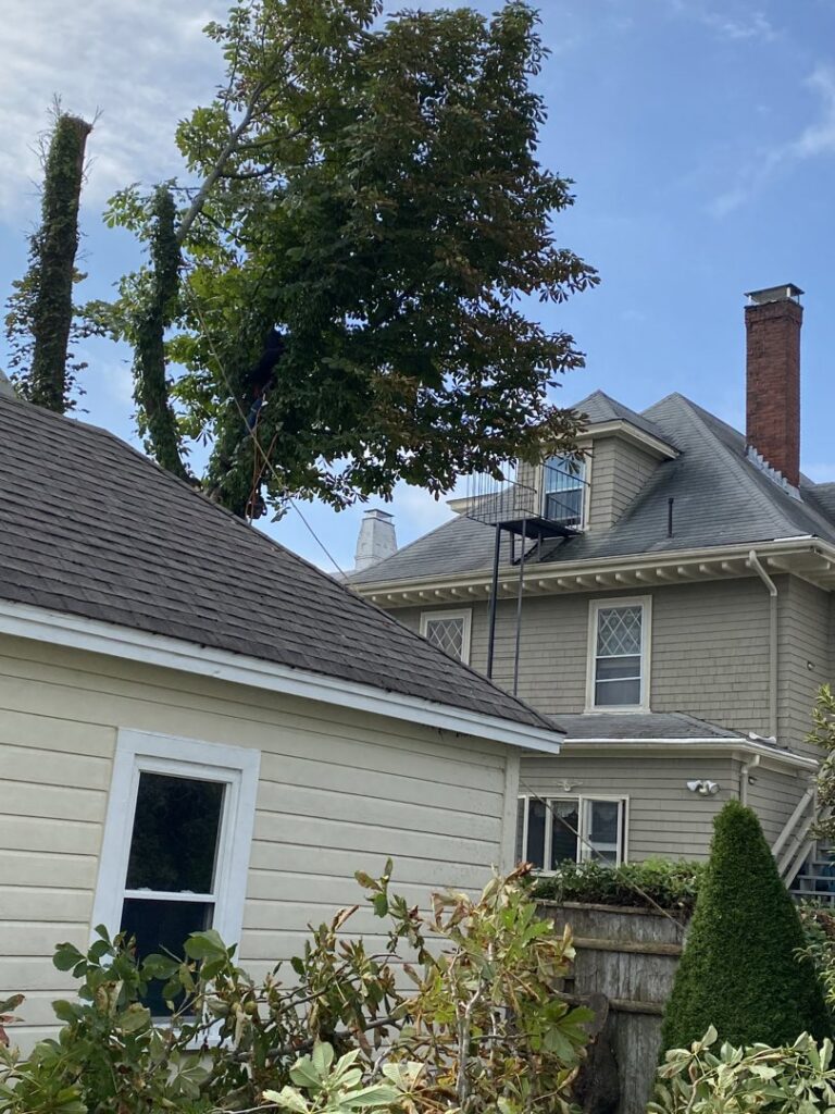 A tree worker safely pruning branches from a tall tree for NN Landscaping, Construction & Tree Service in Lynn, MA