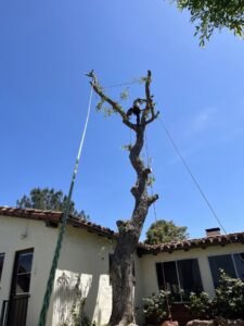 A tree worker high up in a tree, secured with ropes, actively pruning branches for Mont Tree Service & landscape in San Diego, CA.