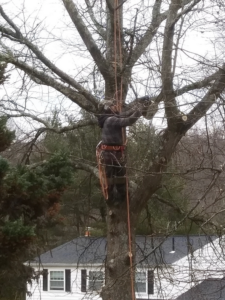 A tree worker in climbing gear pruning branches from a large tree, provided by Palacios Tree Services in New Castle, DE.