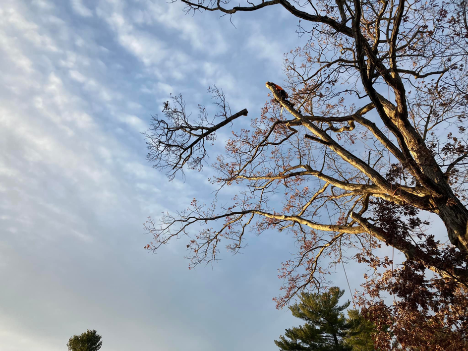 A tree worker high in a tree, pruning branches for Ty The Tree Guy in Worcester, MA.