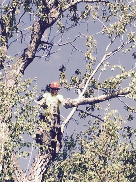 A professional tree worker in a hard hat and safety gear, pruning branches high in a tree for Wind Valley Tree Service, LLC in Palmer, AK.