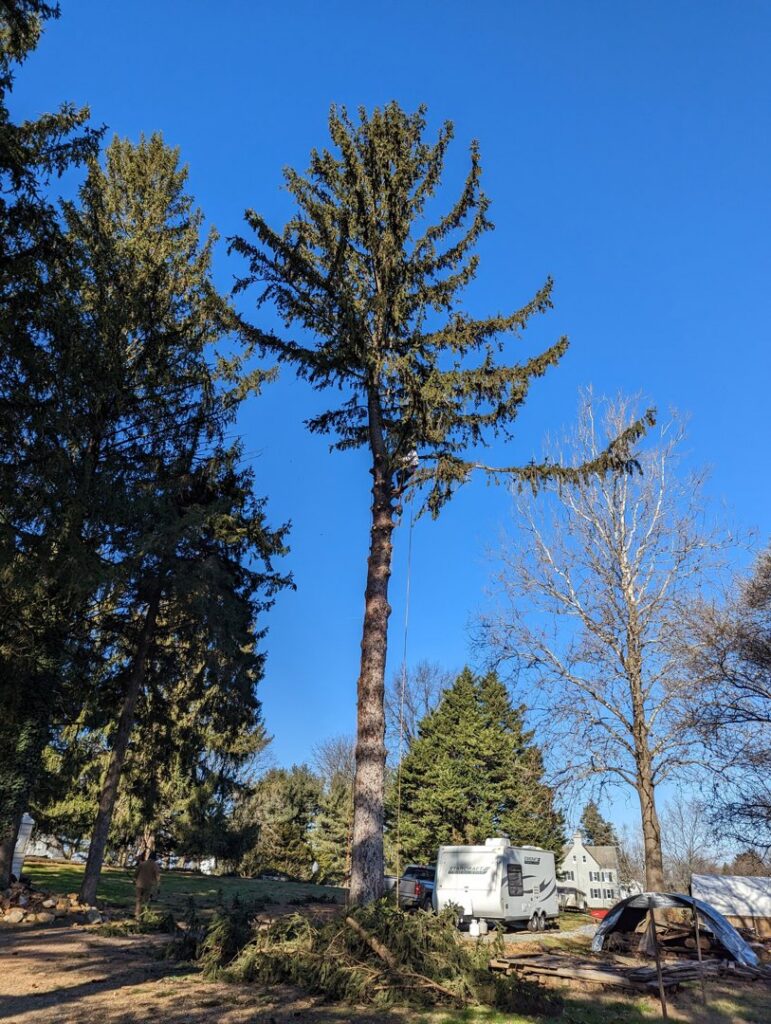 A professional tree worker safely secured with ropes, pruning branches high up in a tall evergreen tree for Grind Time Tree Service in Wilmington, DE.