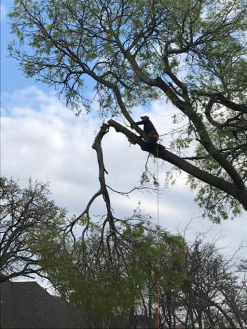 A skilled tree worker from Texas Tree Services pruning high branches in Fort Worth, TX.