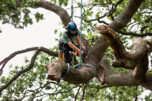 A skilled tree worker pruning a large tree branch while secured by ropes for Atlas Tree Services in Roswell, GA.