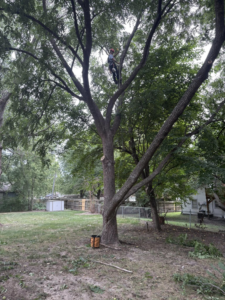 A tree worker from Forestry Fanatics Tree Service pruning a large tree in a residential backyard in Kansas City, MO.