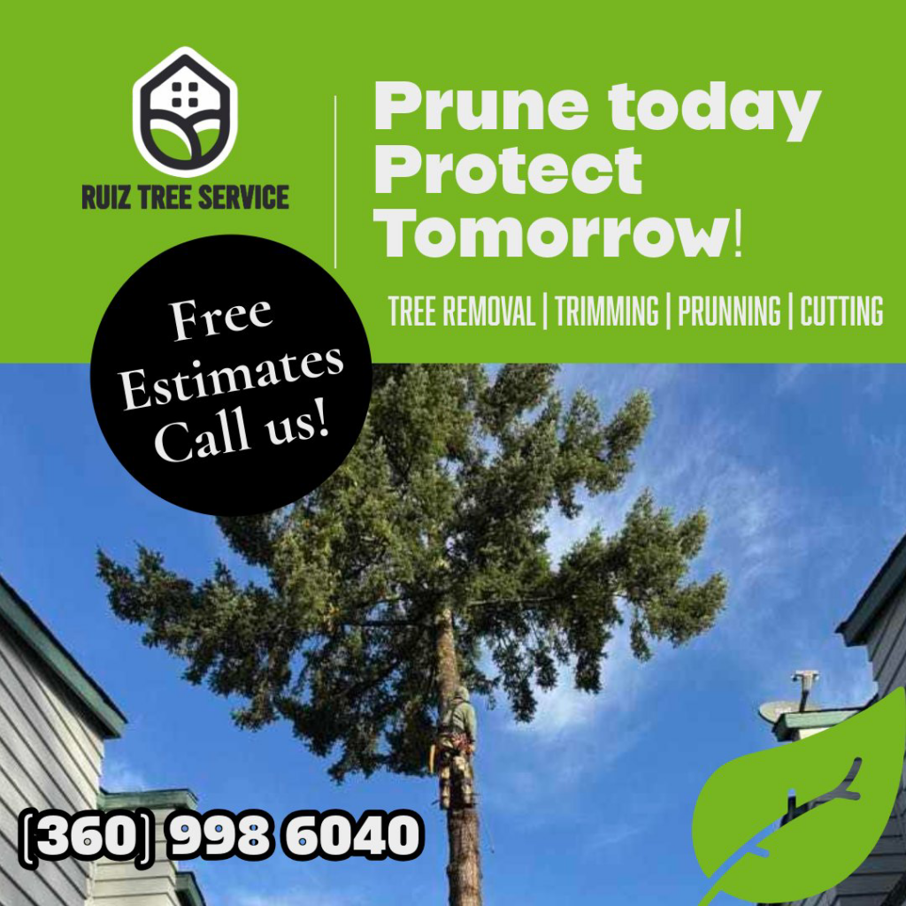 A skilled tree worker actively pruning branches high up in a large tree for Ruiz tree service in Vancouver, WA.