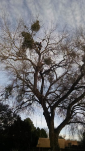 A tree worker high in a large tree, pruning branches and removing mistletoe for Flygirl Trees in Albuquerque, NM.