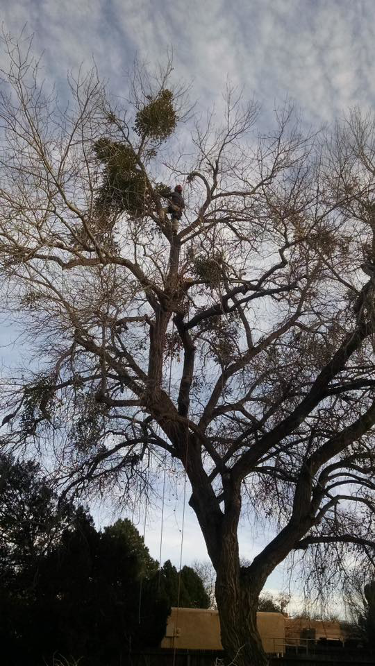 A tree worker high in a large tree, pruning branches and removing mistletoe for Flygirl Trees in Albuquerque, NM.