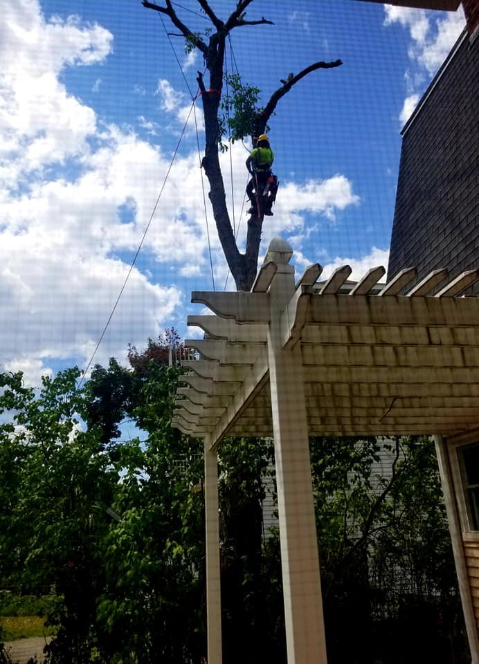 A tree worker pruning a tree near a residential pergola for Essential Tree Service in Boston, MA