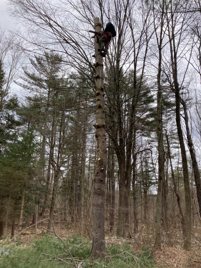 Tree worker high in a tall pine tree, harnessed and pruning branches, demonstrating tree service by Sky High Tree Service in Lynnwood, WA.