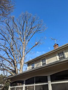 A skilled tree worker high in a tall, bare tree, secured with ropes, performing pruning or removal services for Grind Time Tree Service in Wilmington, DE.