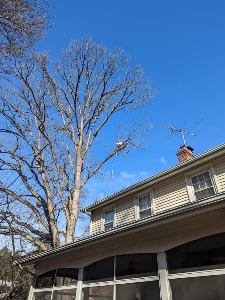 A skilled tree worker high in a tall, bare tree, secured with ropes, performing pruning or removal services for Grind Time Tree Service in Wilmington, DE.