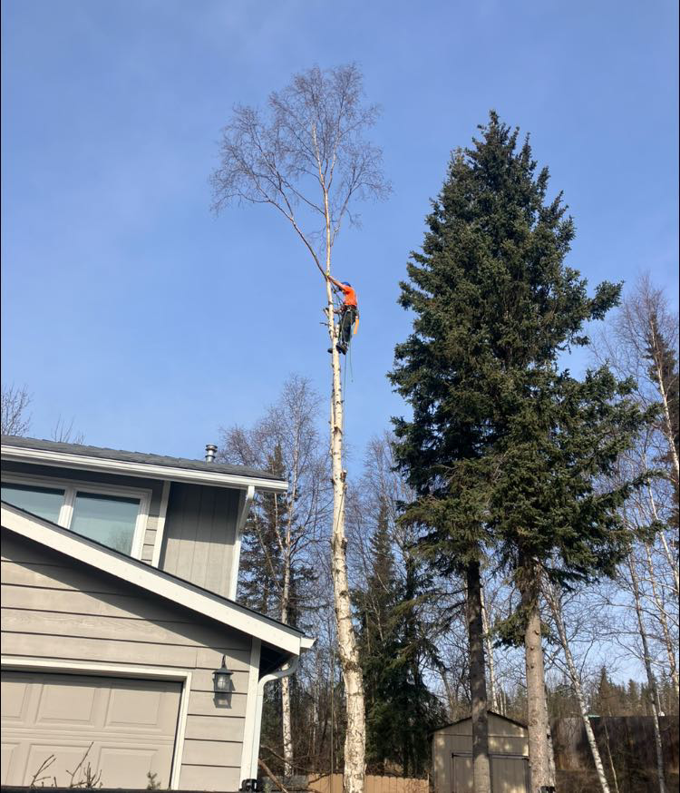 A tree service worker pruning a tall, bare tree near a residential home by Send it tree service in Salem, NH