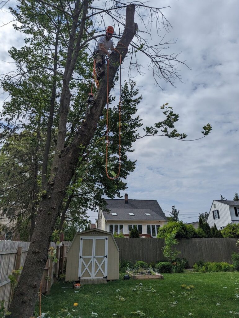 A professional tree worker safely secured with ropes, pruning branches high up in a residential backyard tree for Grind Time Tree Service in Wilmington, DE.