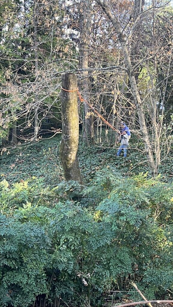 A tree worker pulling a rope attached to a tree stump, performing clearing for Elegant Tree Service in Atlanta, GA.