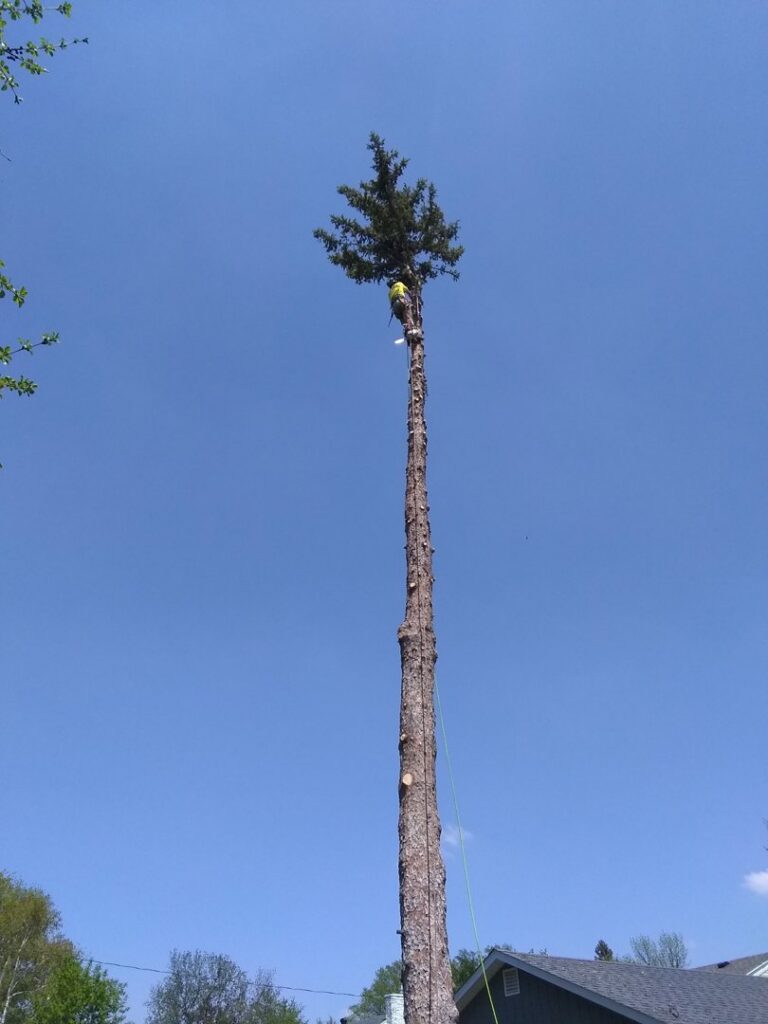 A tree worker from Slim's Tree Care high on a tall, de-limbed evergreen tree trunk, removing the top section in West Fargo, ND.