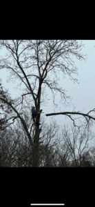 A tree worker safely removing a large branch from a tall tree for Arbor barber tree service in Lakeville, MN.