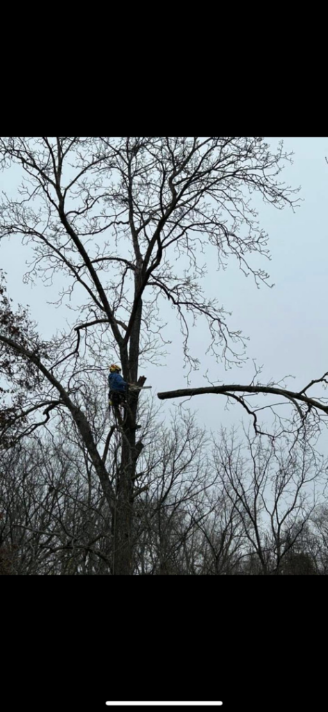 A tree worker safely removing a large branch from a tall tree for Arbor barber tree service in Lakeville, MN.