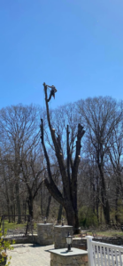 A tree worker high in a large, heavily de-limbed tree performing tree removal services for West Bay Tree Works LLC in Coventry, RI.