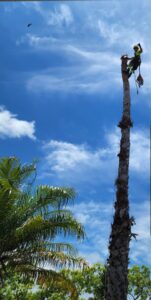A tree worker in safety gear with a chainsaw, high up on a palm tree trunk during removal by ALOHA TREE CARE in Meridian, ID.