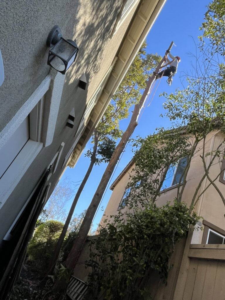 A tree worker safely removing a tall tree next to a residential house, performed by Mont Tree Service & landscape in San Diego, CA.