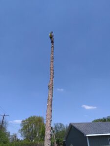 A tree worker from Slim's Tree Care high on a tall, de-limbed tree trunk, performing tree removal in West Fargo, ND.