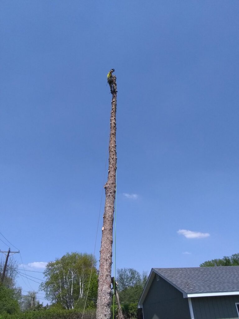 A tree worker from Slim's Tree Care high on a tall, de-limbed tree trunk, performing tree removal in West Fargo, ND.