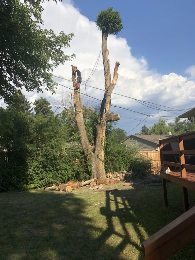 A tree worker high in a partially removed tree, with cut logs on the ground, performing tree removal for Branching Out Tree Service in Amityville, NY.