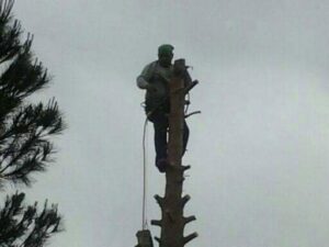 A tree worker safely removing sections of a tree trunk high above the ground for Tree Service in North Las Vegas, NV.
