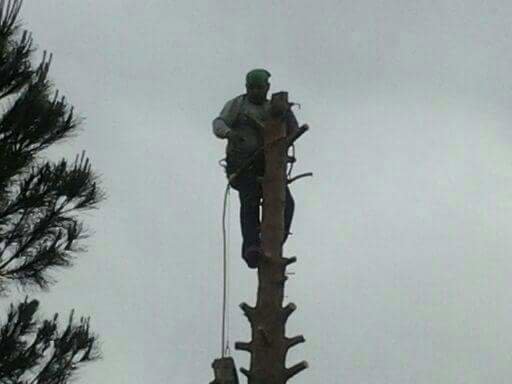 A tree worker safely removing sections of a tree trunk high above the ground for Tree Service in North Las Vegas, NV.