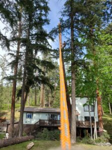 A tree worker using a rope system high in a tall tree for Flathead Tree Services in Kalispell, MT