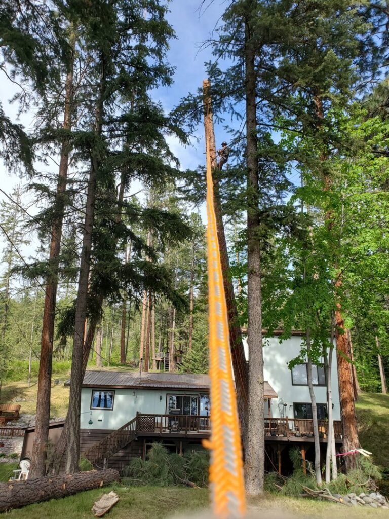 A tree worker using a rope system high in a tall tree for Flathead Tree Services in Kalispell, MT