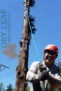 A Dry Leaf Tree Service LLC worker with safety gear and rope, standing by a partially trimmed tree in Sacramento, CA.