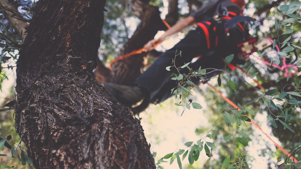 A tree worker secured with ropes and harness high in a tree, performing trimming services for LC Tree Service in San Diego, CA.