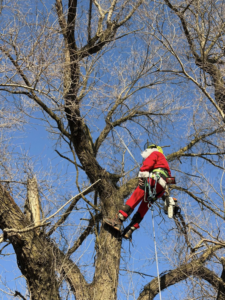 A tree worker in a Santa suit with full rigging and harness, performing tree work for Woody's Tree Service in York, PA.