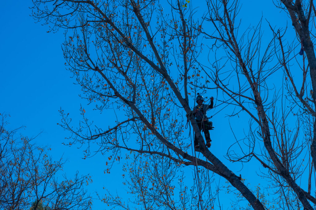 A tree worker safely secured with ropes high in a tree against a clear blue sky, performing services for Branching Out Tree Service in Amityville, NY.