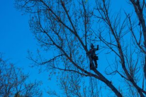 A tree worker safely secured with ropes high in a tree against a clear blue sky, performing services for Branching Out Tree Service in Amityville, NY.