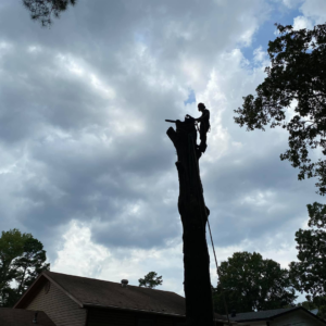 A silhouette of a tree service worker on top of a tall tree trunk, performing tree removal for Tree Problem Solvers in Conway, AR.